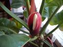 The flower