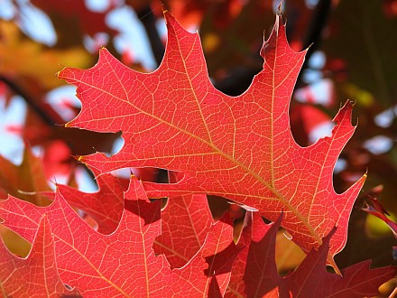 Autumn leaves