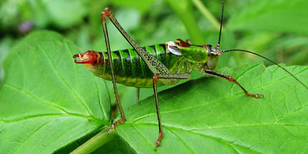 a grasshopper