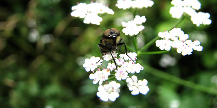 a small fly