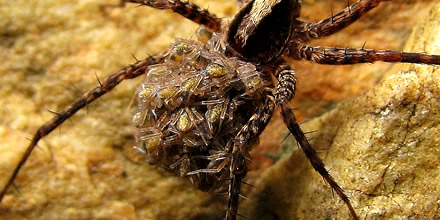 A spider with small spiders on its back