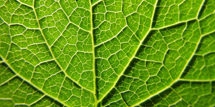 a leaf