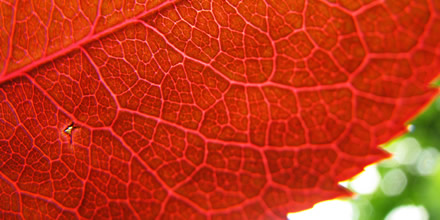 bright red leaf