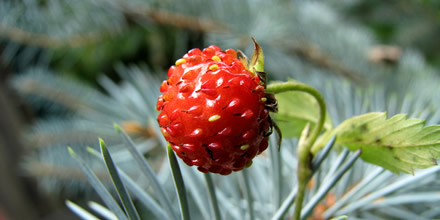wild strawberry