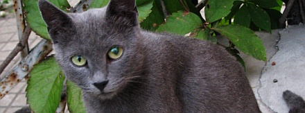 David Bowie's cat