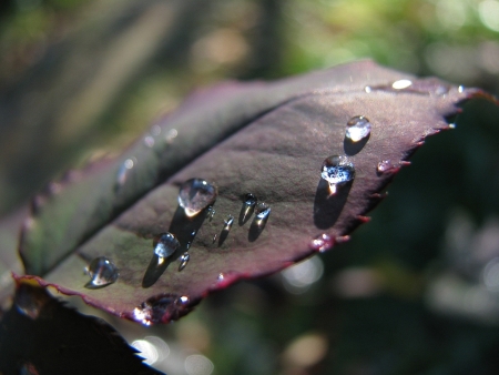 Water drops