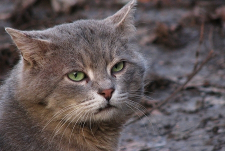 Bad cat