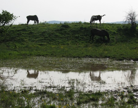 Adgor-Natural Horsemanship