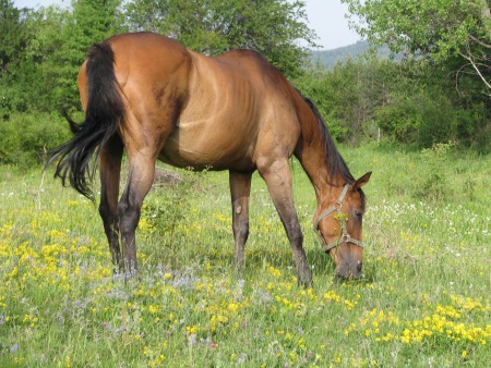 Adgor-Natural Horsemanship