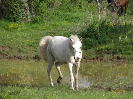 Adgor-Natural Horsemanship