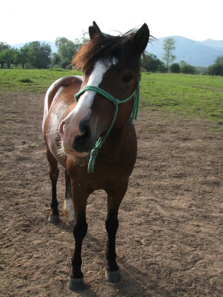 Adgor-Natural Horsemanship